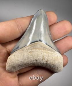 Colorful 2.67 Bone Valley Megalodon Shark tooth Fossil Florida Sharktooth Meg