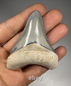 Colorful 2.67 Bone Valley Megalodon Shark tooth Fossil Florida Sharktooth Meg