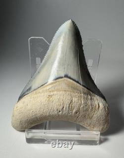 Colorful 2.67 Bone Valley Megalodon Shark tooth Fossil Florida Sharktooth Meg