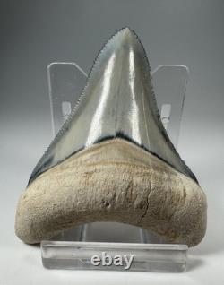 Colorful 2.67 Bone Valley Megalodon Shark tooth Fossil Florida Sharktooth Meg