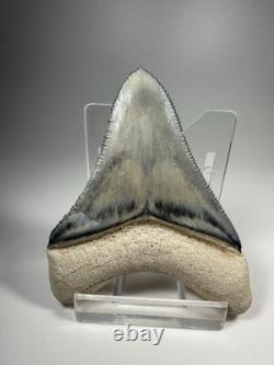 Colorful 2.67 Bone Valley Megalodon Shark tooth Fossil Florida Sharktooth Meg
