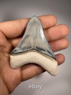 Colorful 2.67 Bone Valley Megalodon Shark tooth Fossil Florida Sharktooth Meg