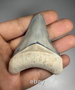 Colorful 2.67 Bone Valley Megalodon Shark tooth Fossil Florida Sharktooth Meg