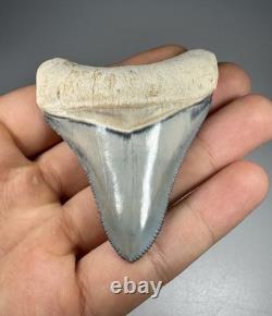 Colorful 2.67 Bone Valley Megalodon Shark tooth Fossil Florida Sharktooth Meg