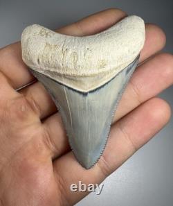 Colorful 2.67 Bone Valley Megalodon Shark tooth Fossil Florida Sharktooth Meg