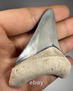 Colorful 2.67 Bone Valley Megalodon Shark tooth Fossil Florida Sharktooth Meg