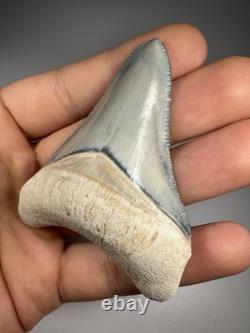 Colorful 2.67 Bone Valley Megalodon Shark tooth Fossil Florida Sharktooth Meg