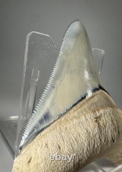 Colorful 2.67 Bone Valley Megalodon Shark tooth Fossil Florida Sharktooth Meg