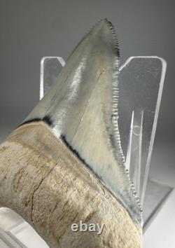 Colorful 2.67 Bone Valley Megalodon Shark tooth Fossil Florida Sharktooth Meg