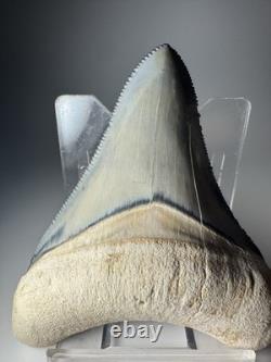 Colorful 2.67 Bone Valley Megalodon Shark tooth Fossil Florida Sharktooth Meg