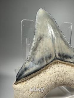 Colorful 2.67 Bone Valley Megalodon Shark tooth Fossil Florida Sharktooth Meg