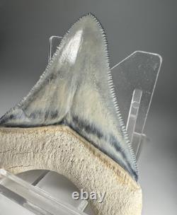 Colorful 2.67 Bone Valley Megalodon Shark tooth Fossil Florida Sharktooth Meg