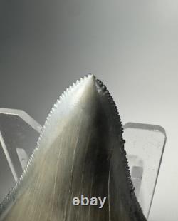 Colorful 2.67 Bone Valley Megalodon Shark tooth Fossil Florida Sharktooth Meg