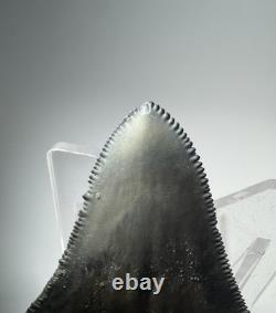 Colorful 2.67 Bone Valley Megalodon Shark tooth Fossil Florida Sharktooth Meg