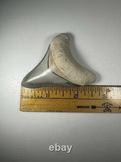 Colorful 2.67 Bone Valley Megalodon Shark tooth Fossil Florida Sharktooth Meg