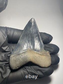 Colorful Dark 2.5 Unique Megalodon Shark tooth Fossil Florida Sharktooth