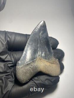 Colorful Dark 2.5 Unique Megalodon Shark tooth Fossil Florida Sharktooth