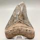 Colorful, High Quality, Sharply Serrated 5.08 Fossil Megalodon Shark Tooth- Usa