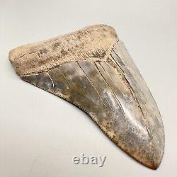 Colorful, High Quality, Sharply Serrated 5.08 Fossil Megalodon shark Tooth- USA