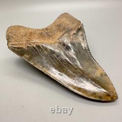Colorful, High Quality, Sharply Serrated 5.08 Fossil Megalodon shark Tooth- USA