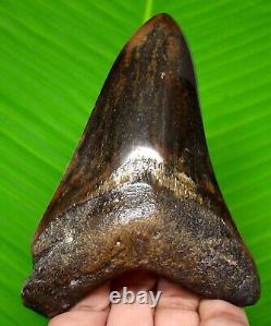 Colorful Megalodon Shark Tooth 4.31 Real Fossil Not Replica