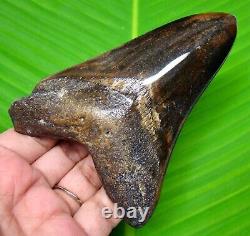 Colorful Megalodon Shark Tooth 4.31 Real Fossil Not Replica