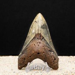Colorful Megalodon Shark Tooth Authentic Carolina Fossil