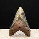 Colorful Megalodon Shark Tooth Authentic Carolina Fossil
