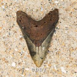 Colorful Megalodon Shark Tooth Authentic Carolina Fossil