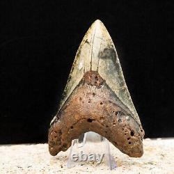 Colorful Megalodon Shark Tooth Authentic Carolina Fossil