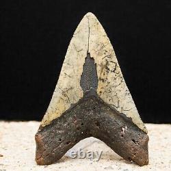 Colorful Megalodon Shark Tooth Authentic Carolina Fossil