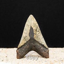 Colorful Megalodon Shark Tooth Authentic Carolina Fossil