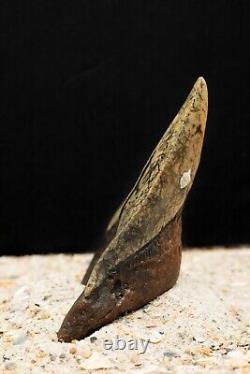 Colorful Megalodon Shark Tooth Authentic Carolina Fossil