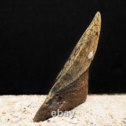 Colorful Megalodon Shark Tooth Authentic Carolina Fossil