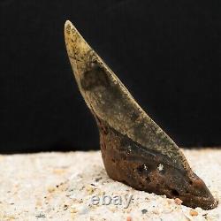 Colorful Megalodon Shark Tooth Authentic Carolina Fossil
