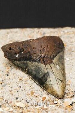 Colorful Megalodon Shark Tooth Authentic Carolina Fossil