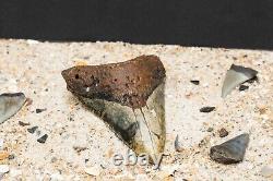 Colorful Megalodon Shark Tooth Authentic Carolina Fossil