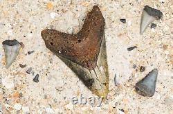 Colorful Megalodon Shark Tooth Authentic Carolina Fossil