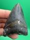 Colorful Megalodon Tooth Venice Florida 2.99 All Natural