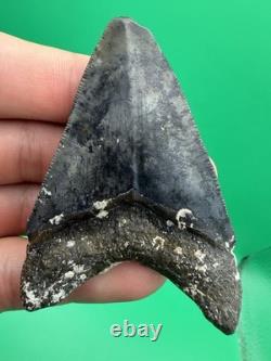 Colorful Megalodon Tooth Venice Florida 2.99 All Natural