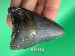 Colorful Megalodon Tooth Venice Florida 2.99 All Natural