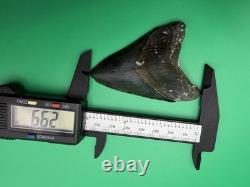 Colorful Megalodon Tooth Venice Florida 2.99 All Natural