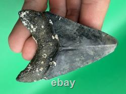 Colorful Megalodon Tooth Venice Florida 2.99 All Natural