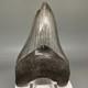 Colorful Sharply Serrated Lower Jaw 4.17 Fossil Megalodon Shark Tooth Usa
