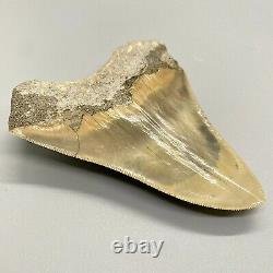 Colorful and Sharply Serrated 4.08 Fossil INDONESIAN MEGALODON Shark Tooth