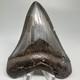 Complete Dark Colors 3.90 Fossil Megalodon Shark Tooth Usa