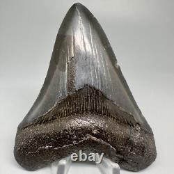 Complete Dark Colors 3.90 Fossil MEGALODON Shark Tooth USA