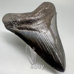 Complete Dark Colors 3.90 Fossil MEGALODON Shark Tooth USA
