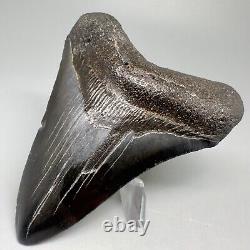 Complete Dark Colors 3.90 Fossil MEGALODON Shark Tooth USA