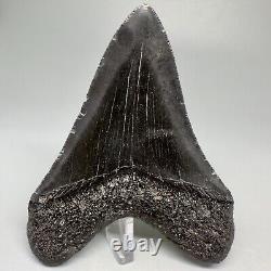 Complete Dark Colors 3.90 Fossil MEGALODON Shark Tooth USA